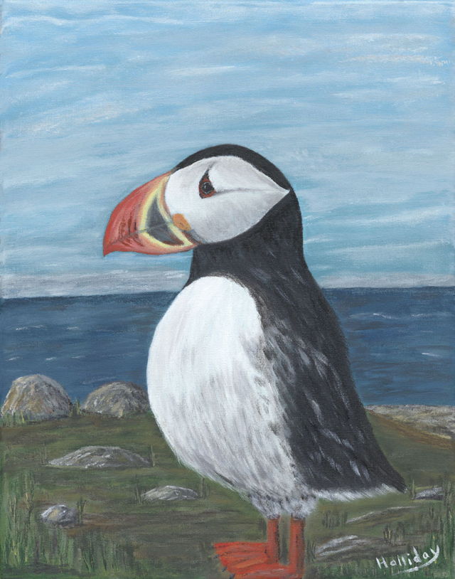 Newfoundland Puffin, 2022