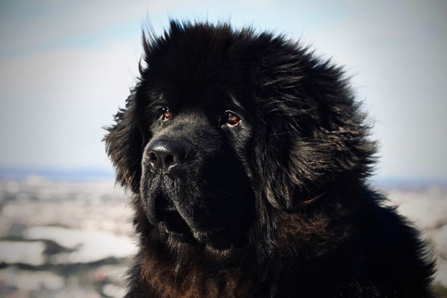 A Furry Friend