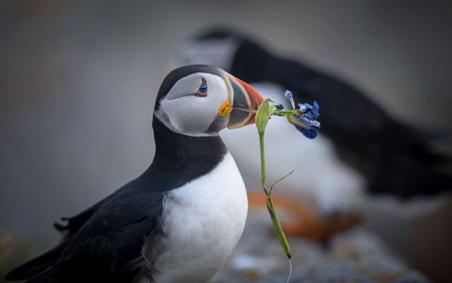 Puffins offering