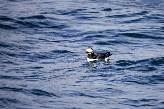 Atlantic Puffin