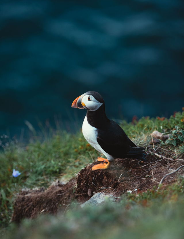 Atlantic Puffin