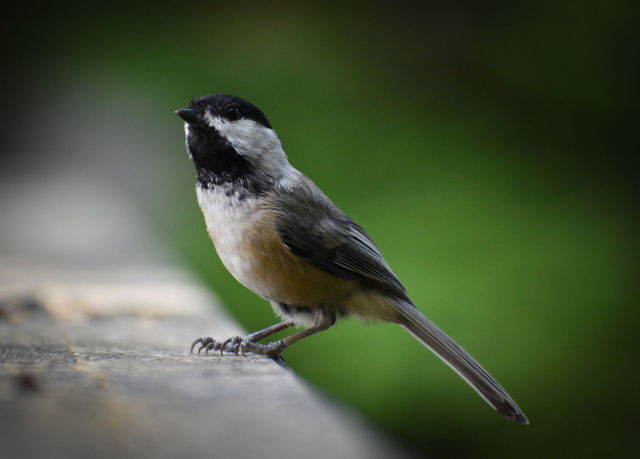 Black-capped chickadee-dee-dee