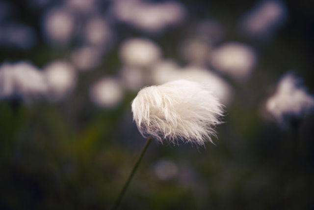 Cottongrass