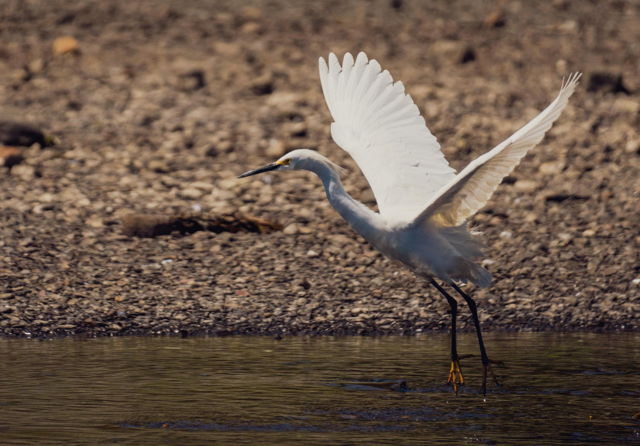 Egret in Flight