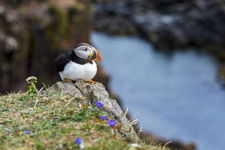 Puffin On The Edge