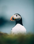 Proud Puffin