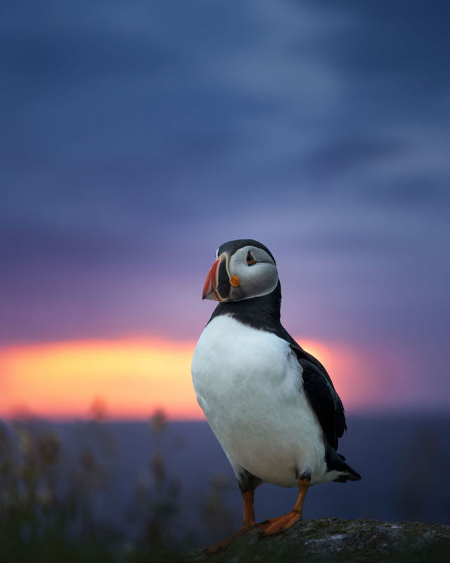 Puffin Sunrise