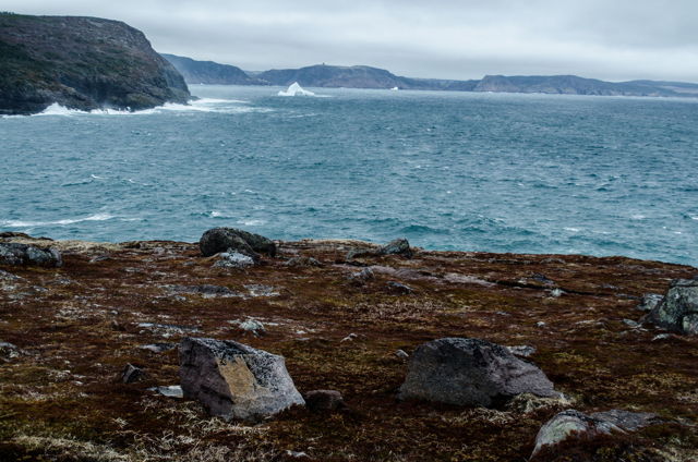 Cape Spear, wild