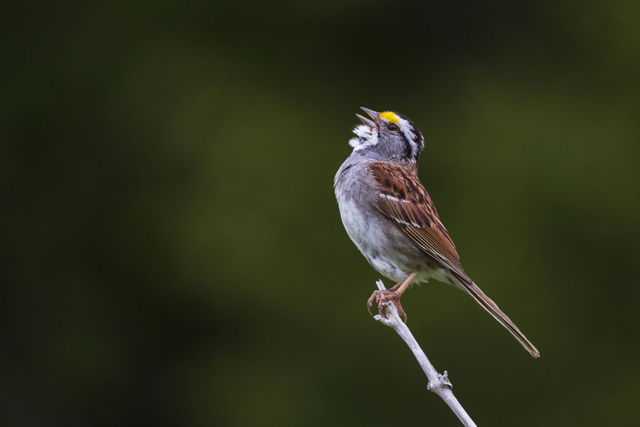 White-Throated Sparrow.