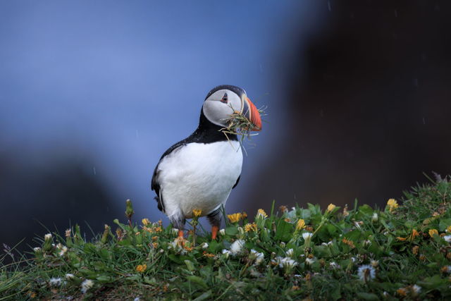 Rainy day Puffin