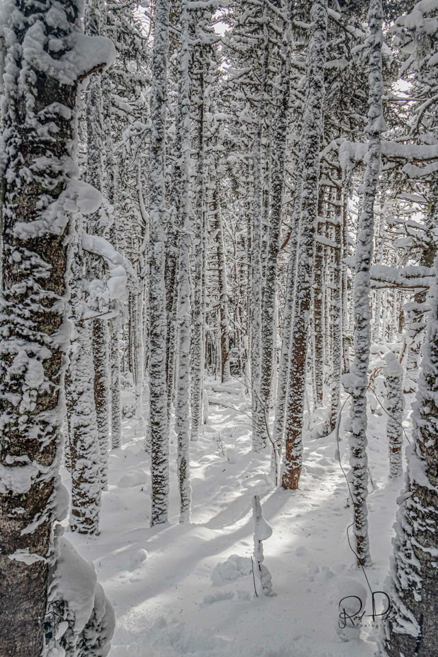 Fresh Snow in the woods