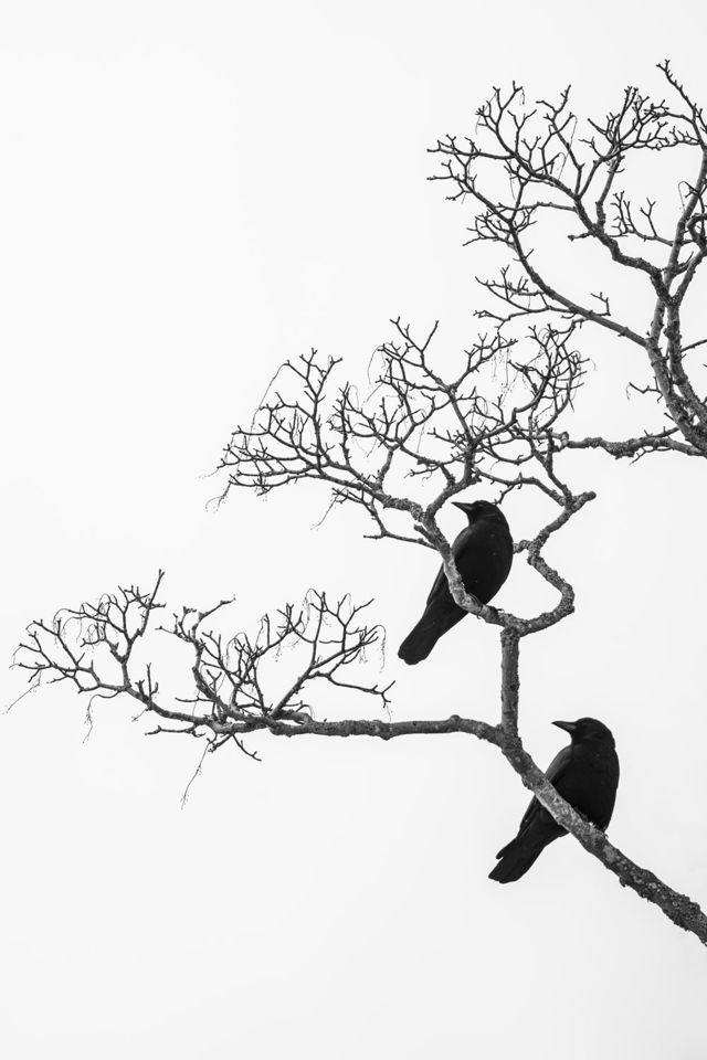 Two Crows in a Tree