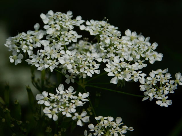 Chervil