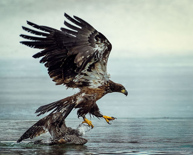 Airborn Tussle