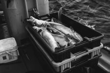 Today's Catch