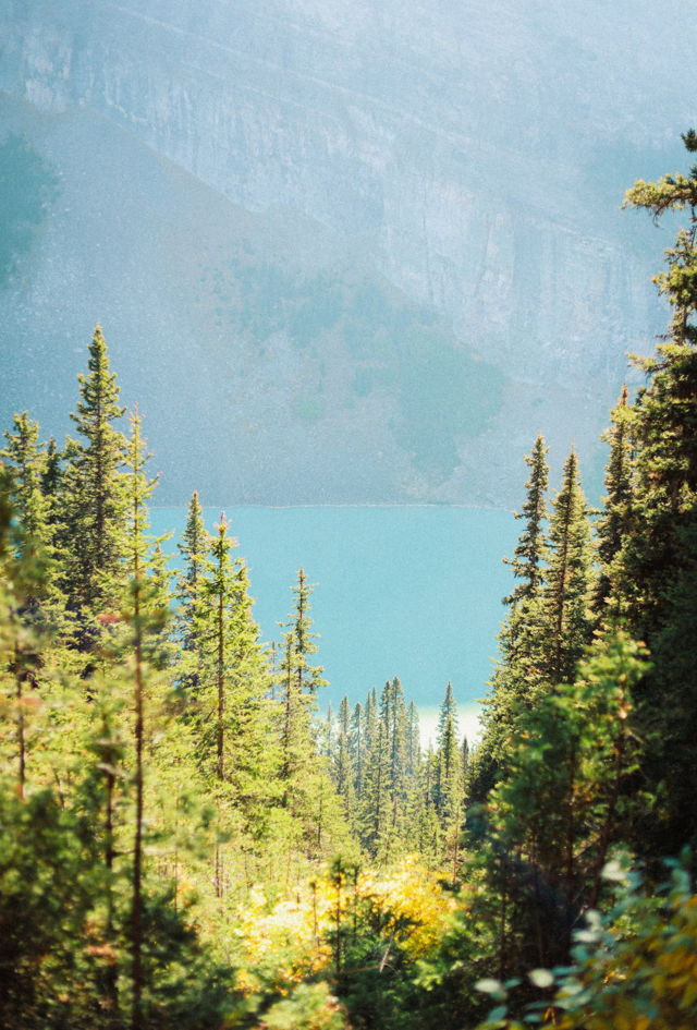 In the Trees