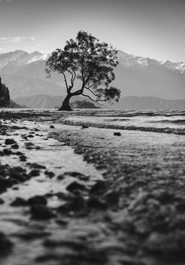 That Wanaka Tree