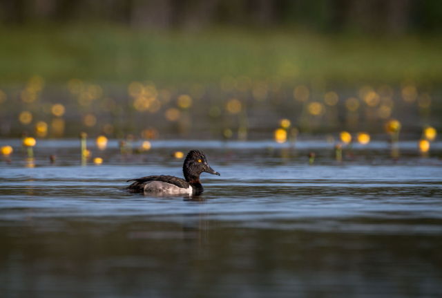 Duck and Lilies