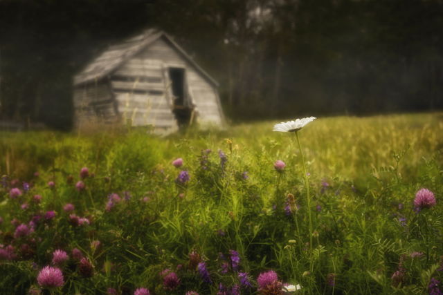 Daisy and Slanting Old House