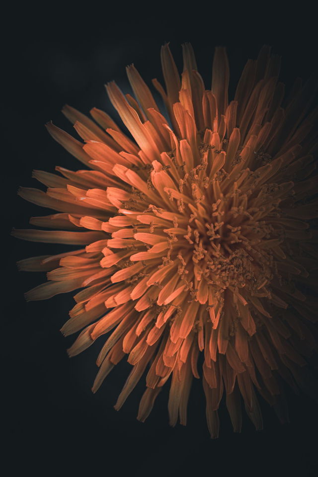 Dandelion