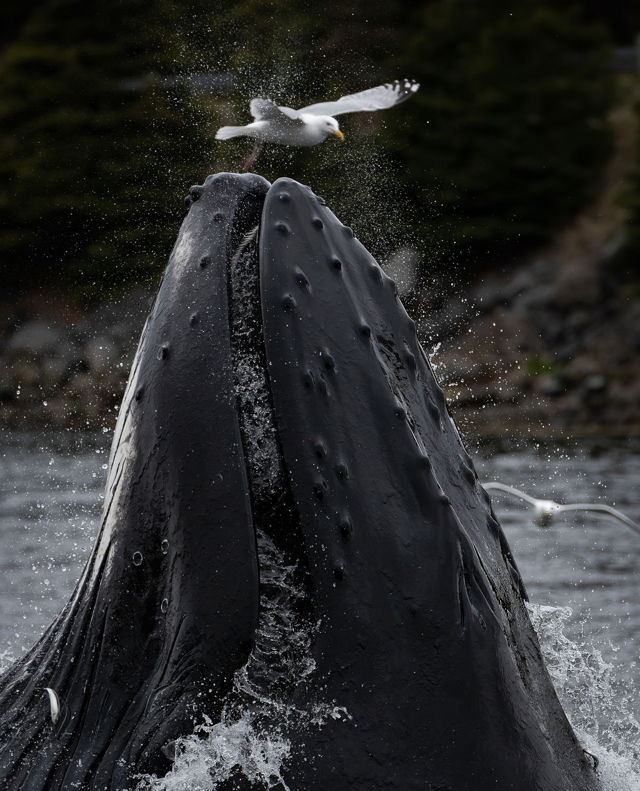 Humpback Whale and Gull