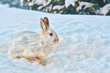 Snowshoe Hare I, Trinity East, NL