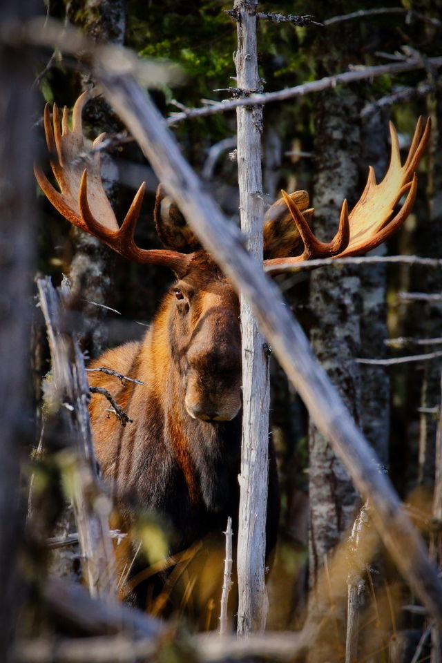 Stare down.