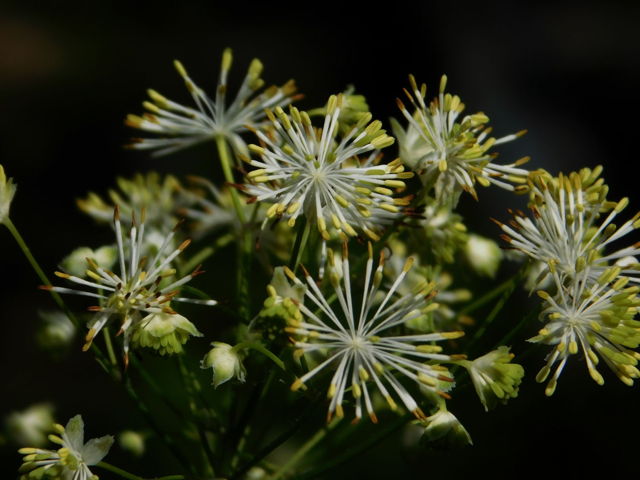 Meadow rue