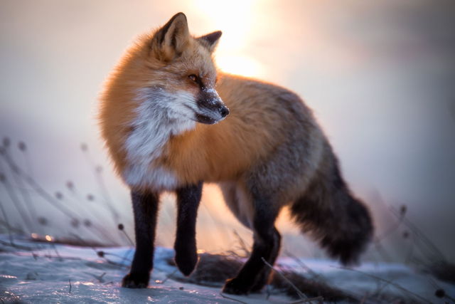 Bright Eyes