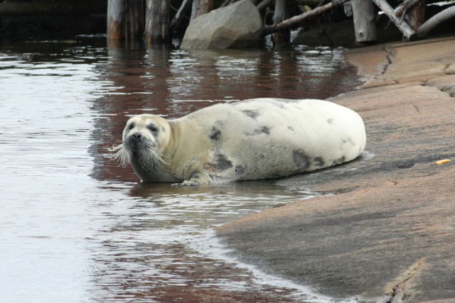 Seal - Tilting, Fogo Island, NL