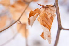 Winter Leaves