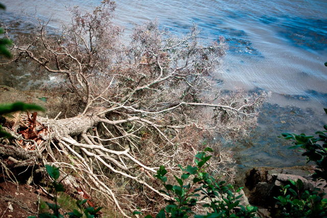 Fallen Tree
