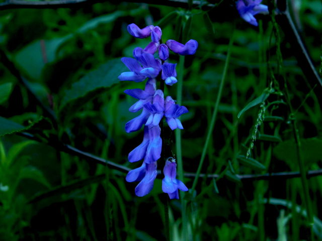 Vetch flowers