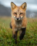Red Fox in the Rain