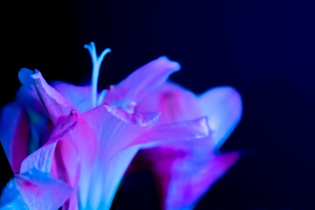 Azure Nights
