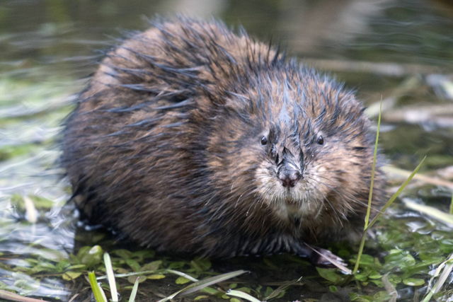Muskrat Love