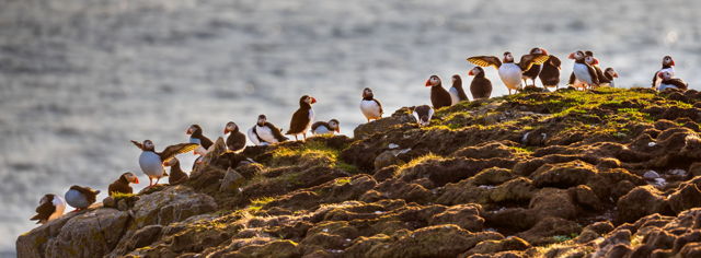 Parade of Puffins