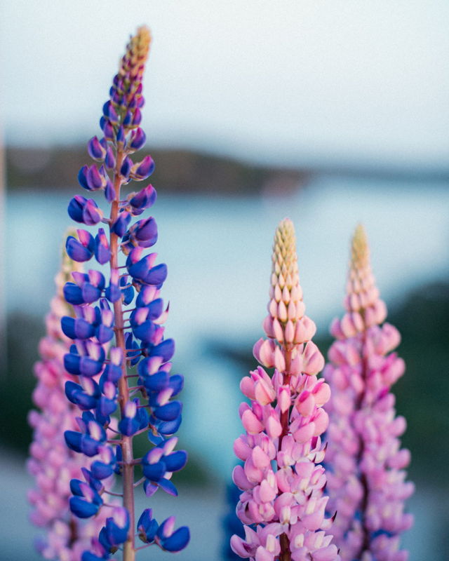 Lupins of L'anse Au Loup 3