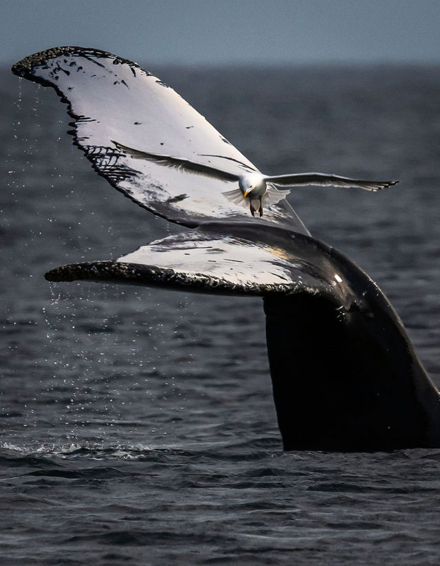 Whale Tail Landing