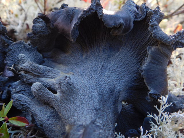 Blue Chanterelle 2025