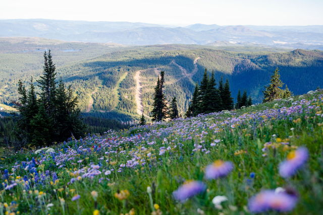 Alpine Flowers Over Morrisey