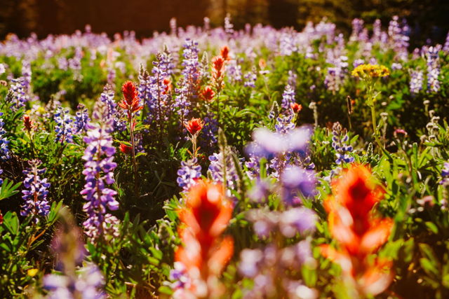 Wild Flower Delight
