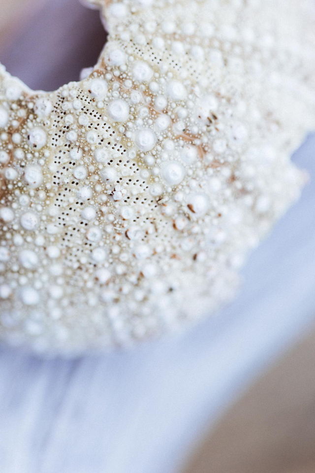 Sea Urchin Jewels