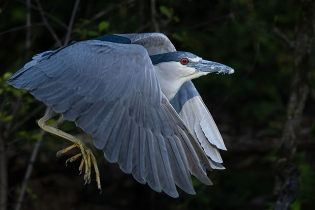 The Heron