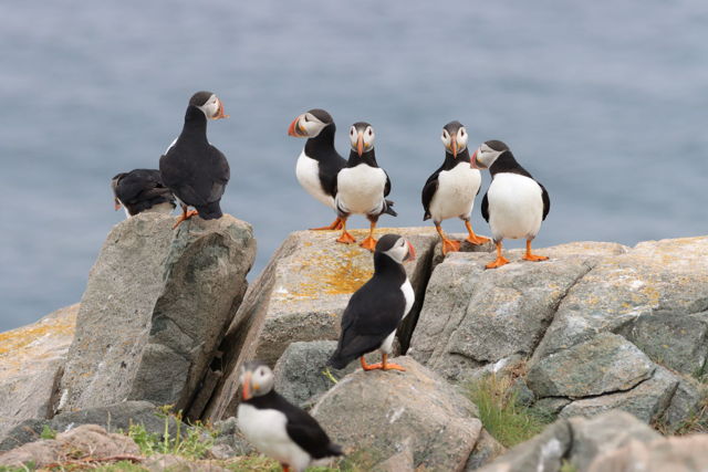 Puffin Family Gathering