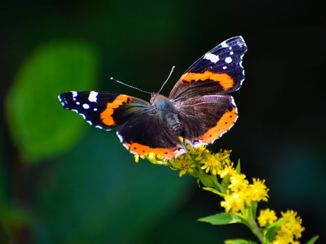 Spread your wings