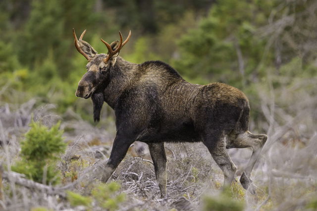 Bull Moose