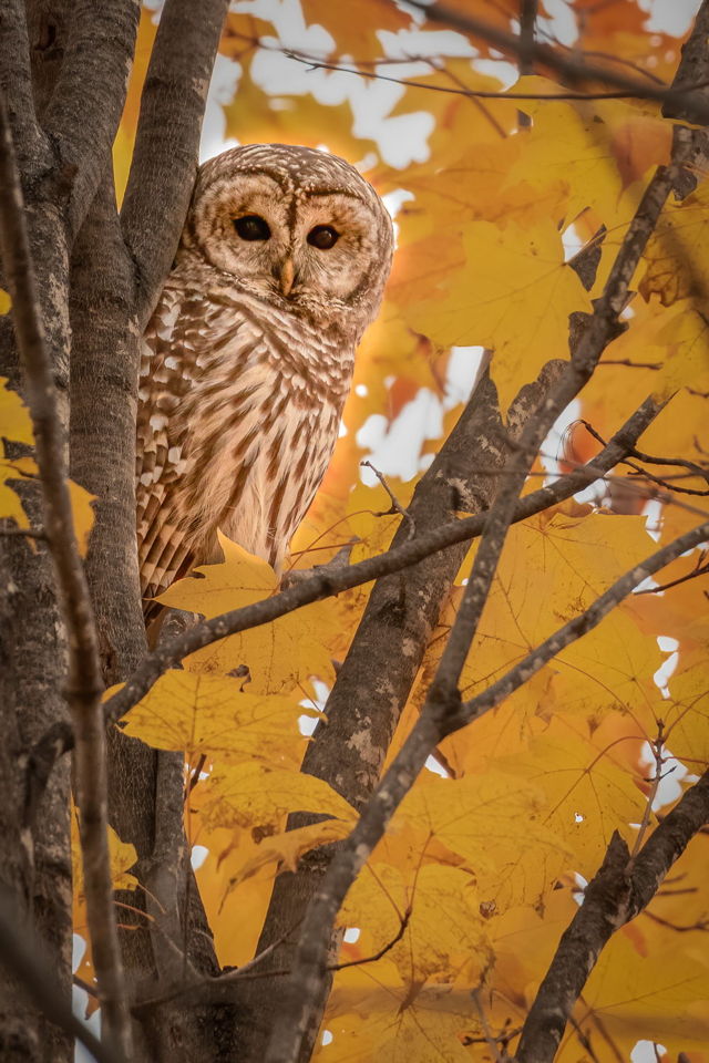 Eyes of Autumn