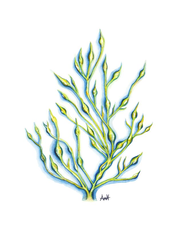 Rockweed Haze