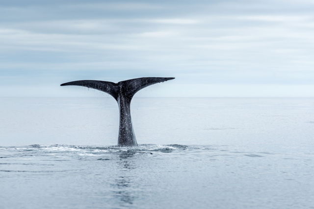 A Whale of a Tale